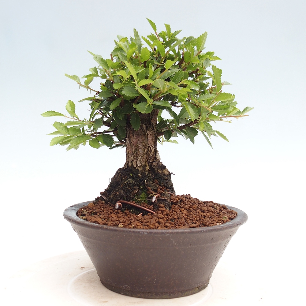 Bonsai im Freien - Zelkova - Zelkova NIRE