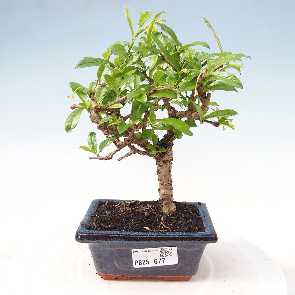 Zimmerbonsai - Carmona Macrophylla - Fuki-Tee