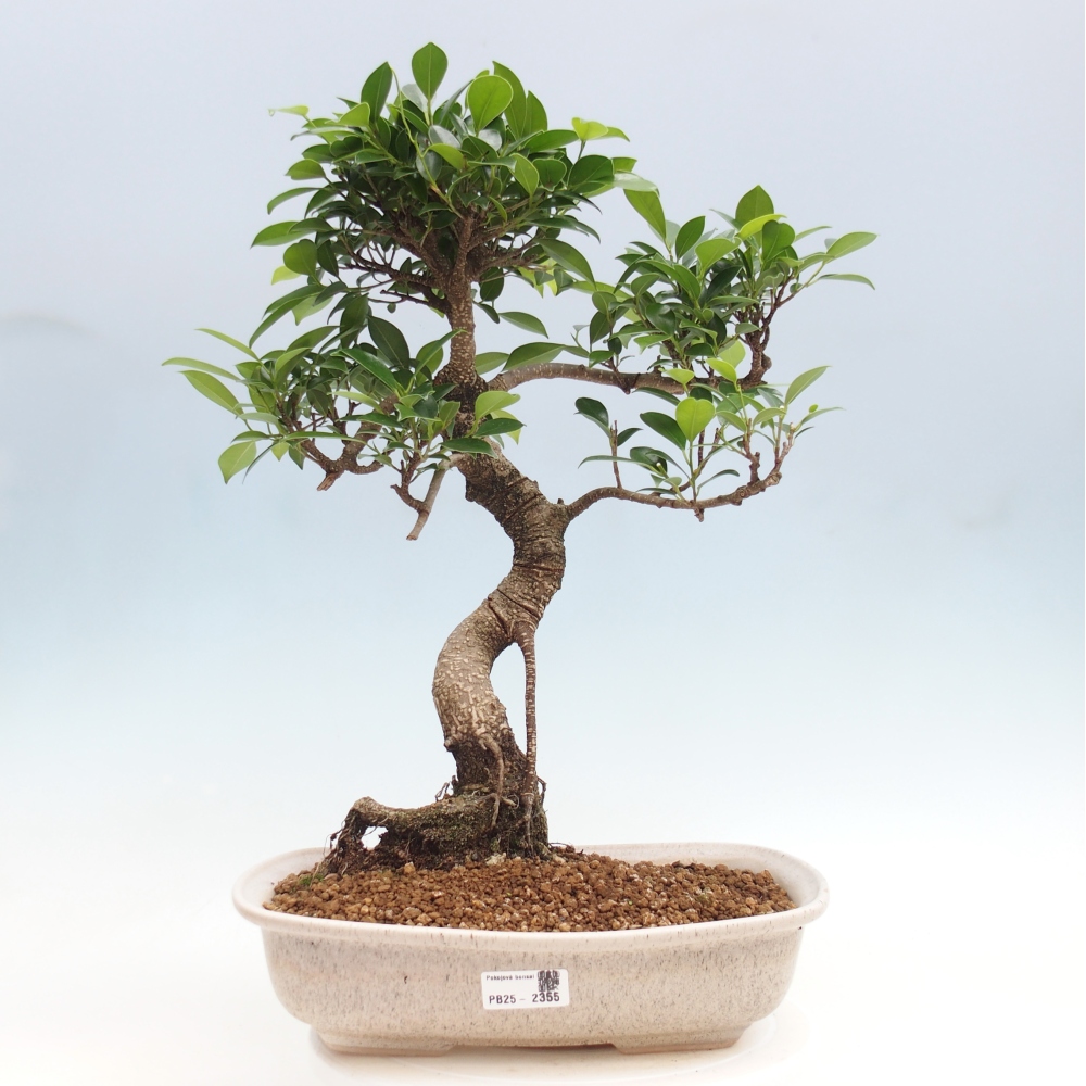 Zimmerbonsai - Ficus kimmen - kleinblättriger Ficus