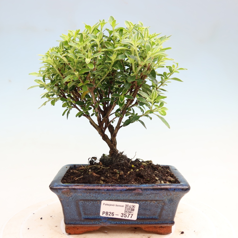 Zimmerbonsai - Serissa foetida Variegata - Baum der Tausend Sterne