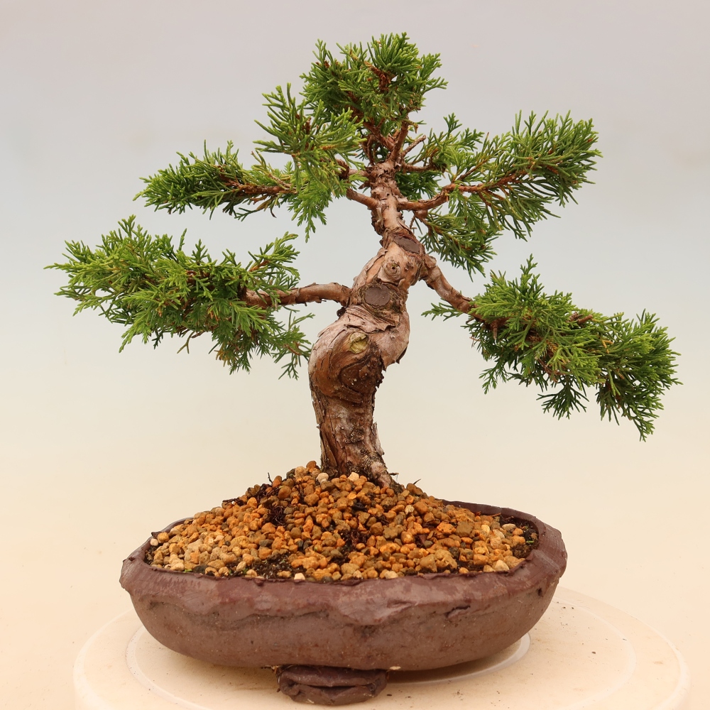 Bonsai für draußen - Juniperus chinensis Itoigawa