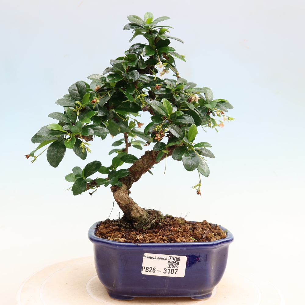 Zimmer-Bonsai - Carmona macrophylla - Tee-Fuki