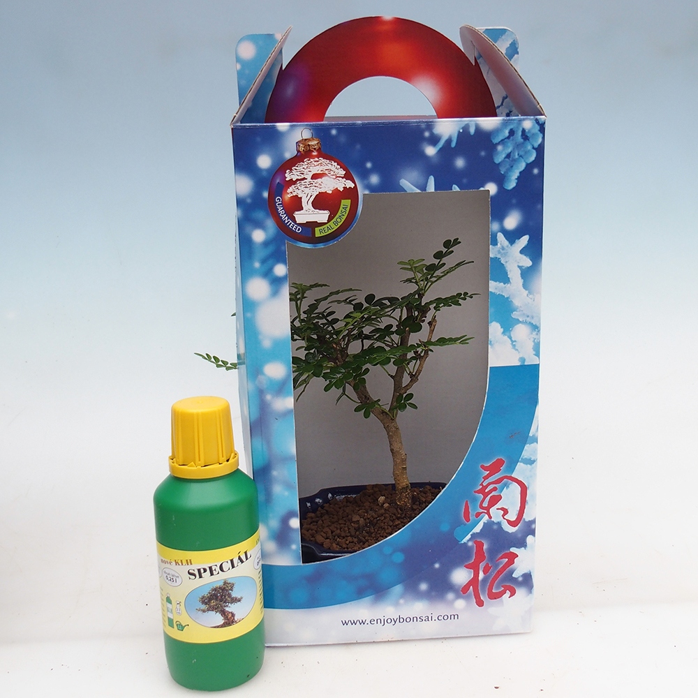 Zimmerbonsai im Geschenkkarton Zantoxylum piperitum - Pfefferbaum