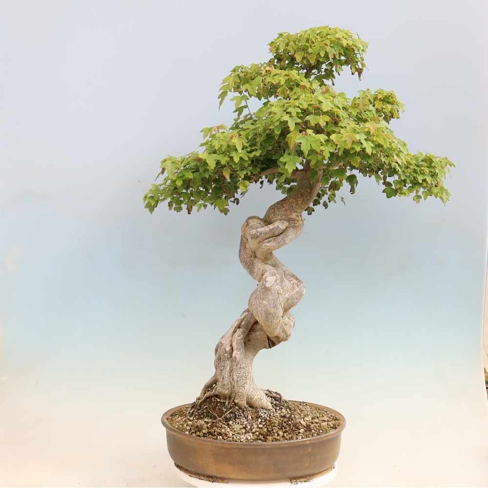 Bonsai für draußen - Acer Buergerianum - Bergahorn