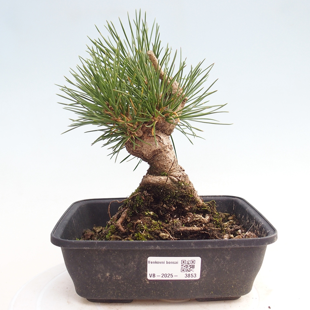 Bonsai für draußen - Pinus thunbergii - Thunberg-Kiefer