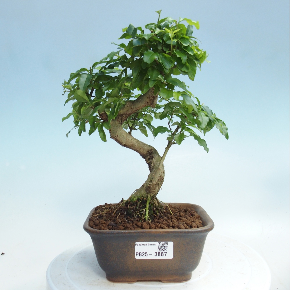 Zimmer Bonsai -Ligustrum chinensis - Vogelschnabel