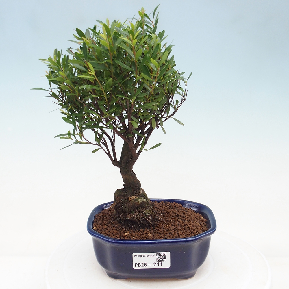 Zimmer Bonsai - Syzygium - Piment