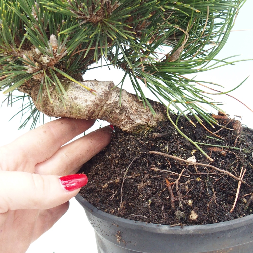 Bonsai für draußen - Pinus thunbergii senjyumaru - Thunberg-Kiefer