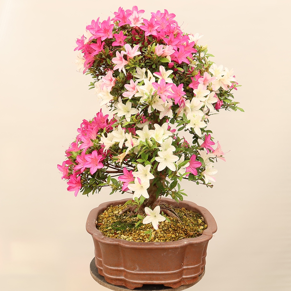 Bonsai für draußen - Japanische Azalee - Azalee Miyabihime