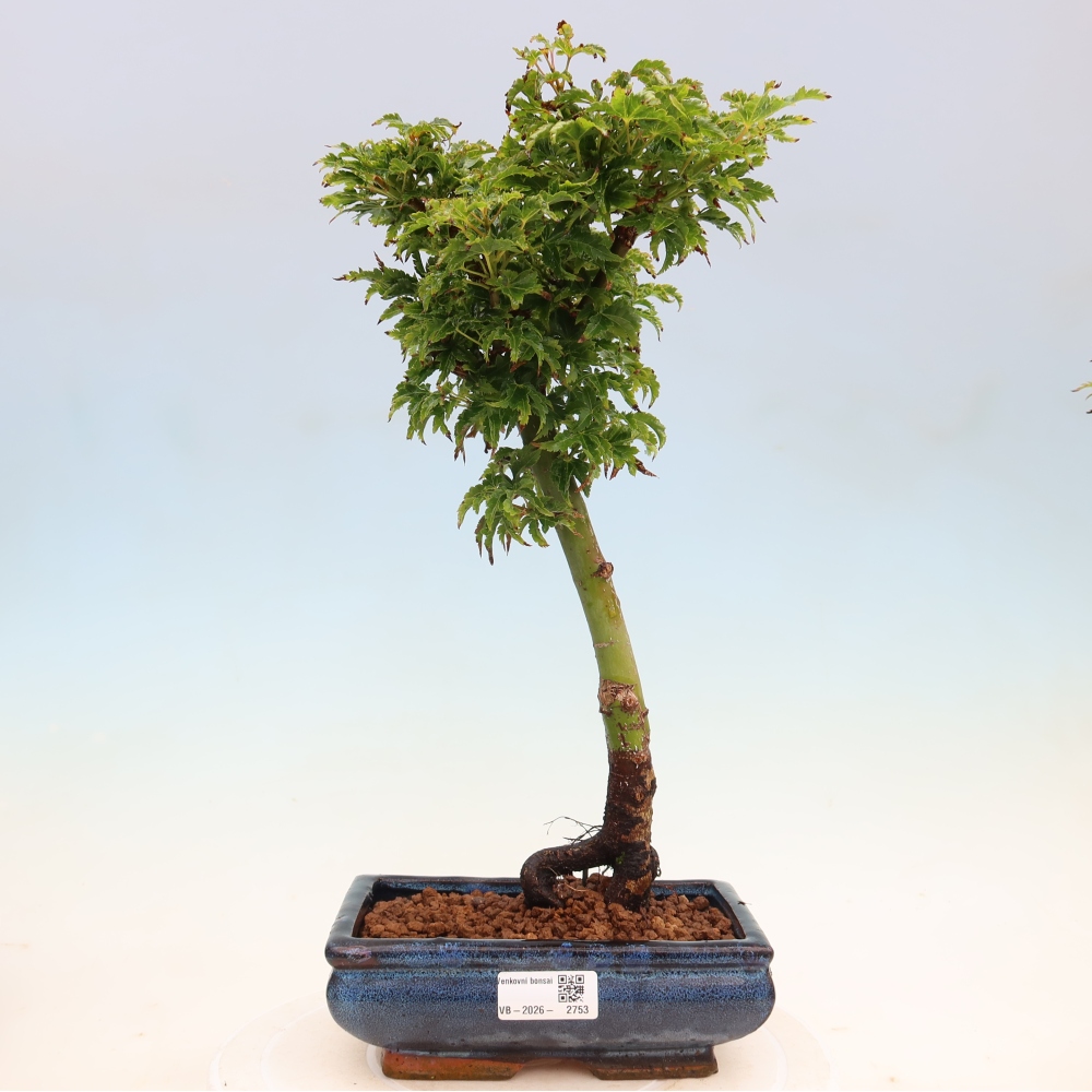 Bonsai für draußen -Javor-Palme Acer palmatum Shishigashira