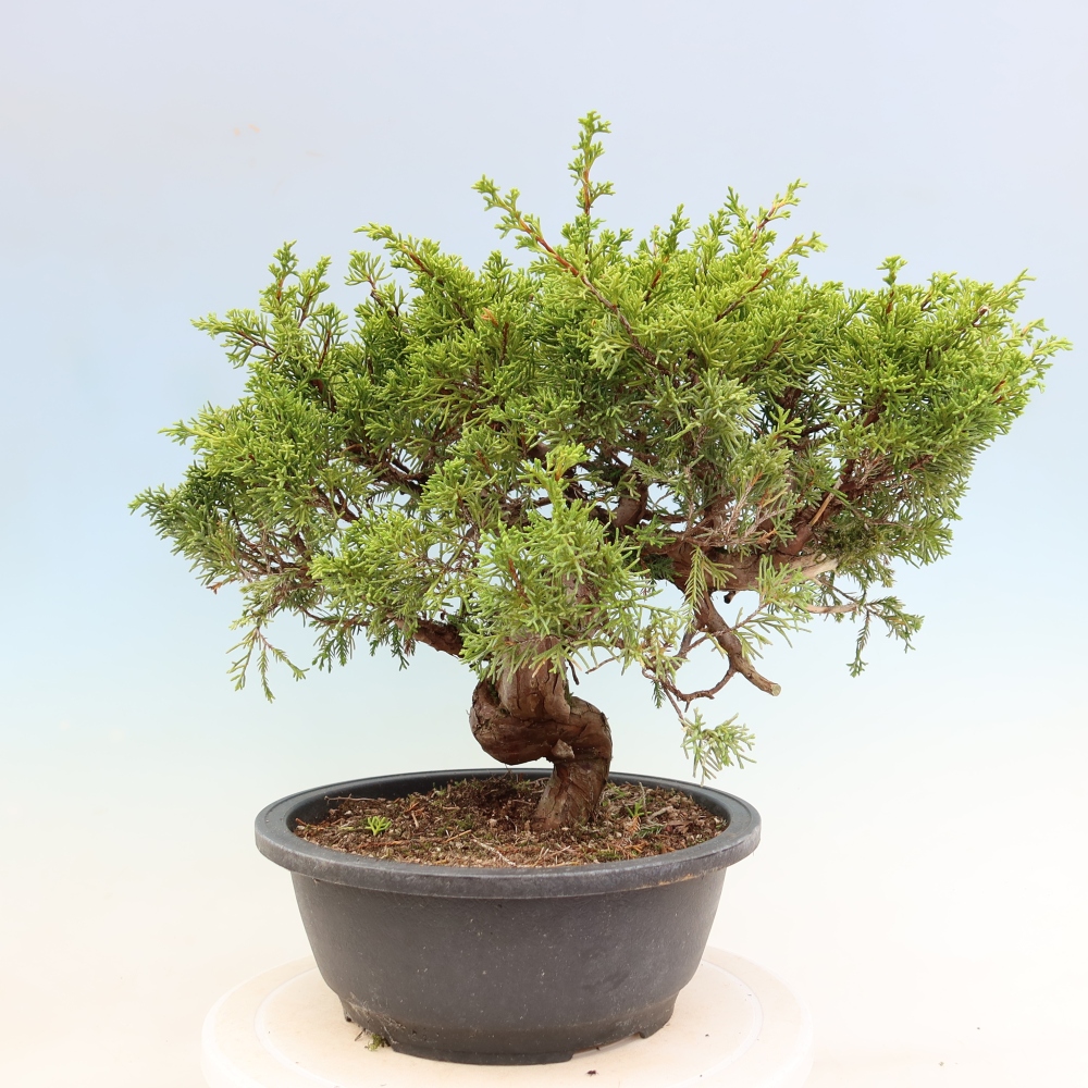Bonsai für draußen - Juniperus chinensis Itoigawa-Juniperus chinensis