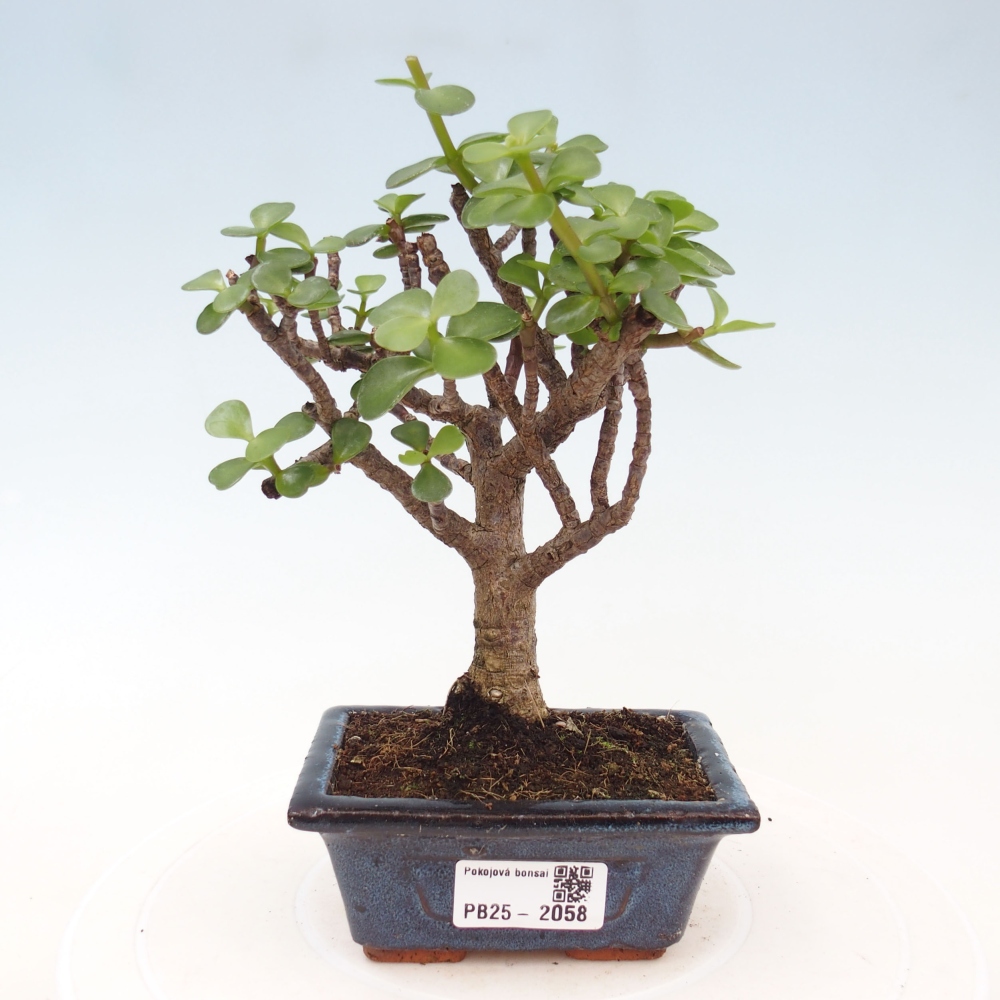 Zimmerbonsai - Portulakaria Afra - Tlustice