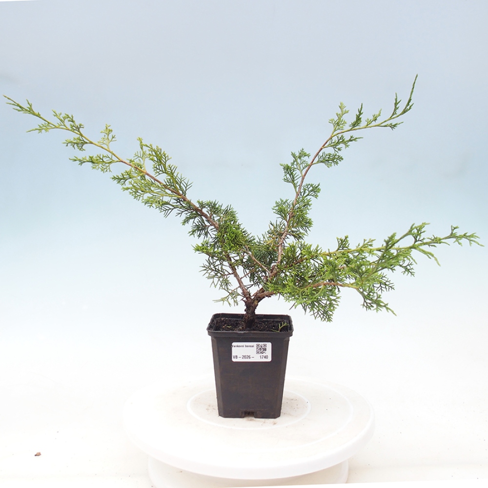 Bonsai für draußen - Juniperus chinensis Itoigawa