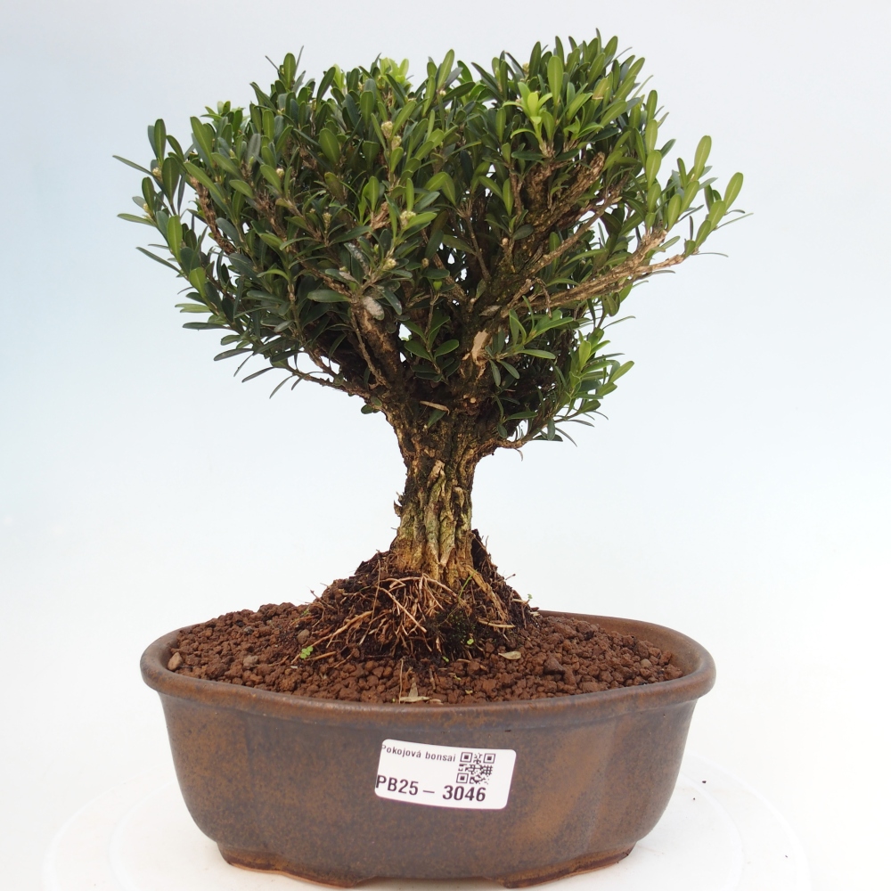 Innenbonsai - Buxus harlandii - Korkbuchsbaum