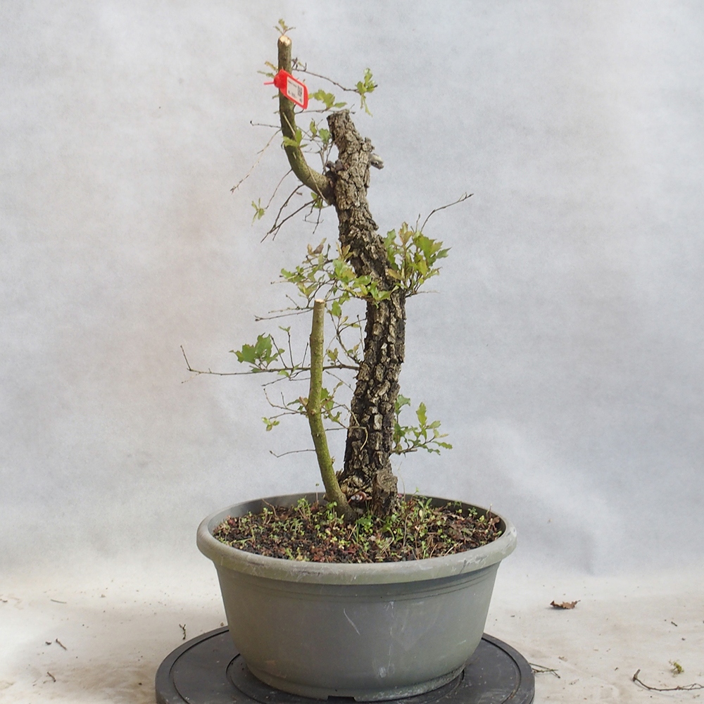 Freilandbonsai Quercus Cerris - Eiche Cer