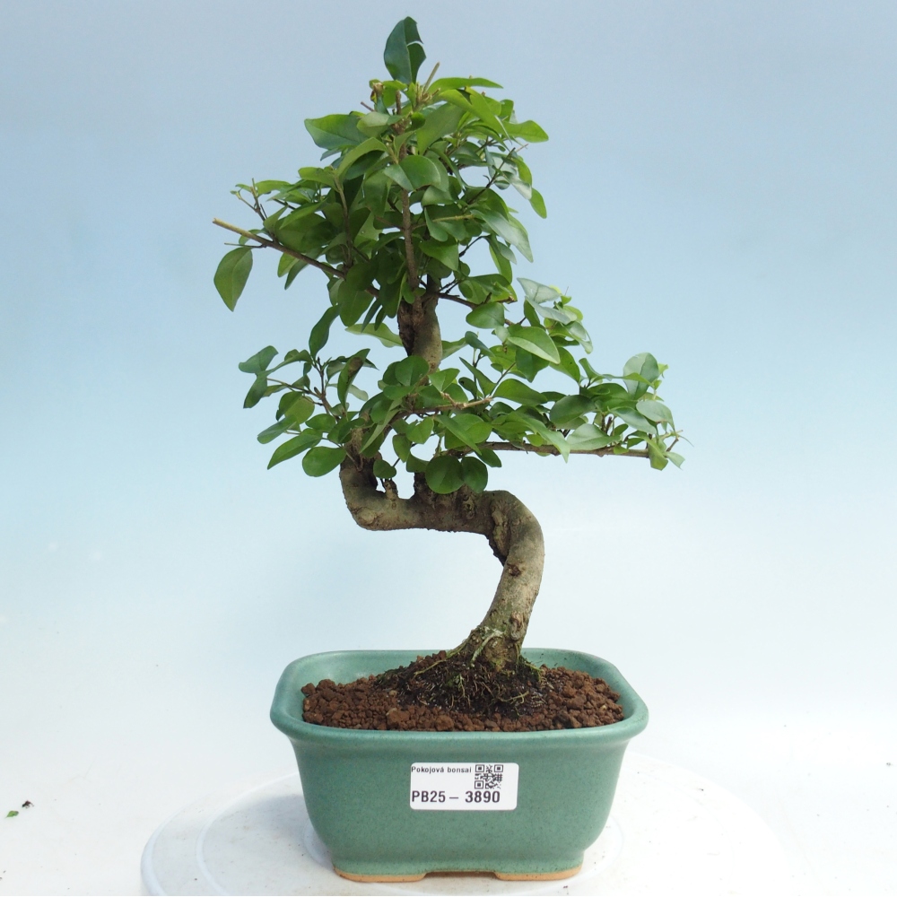 Zimmer Bonsai -Ligustrum chinensis - Vogelschnabel