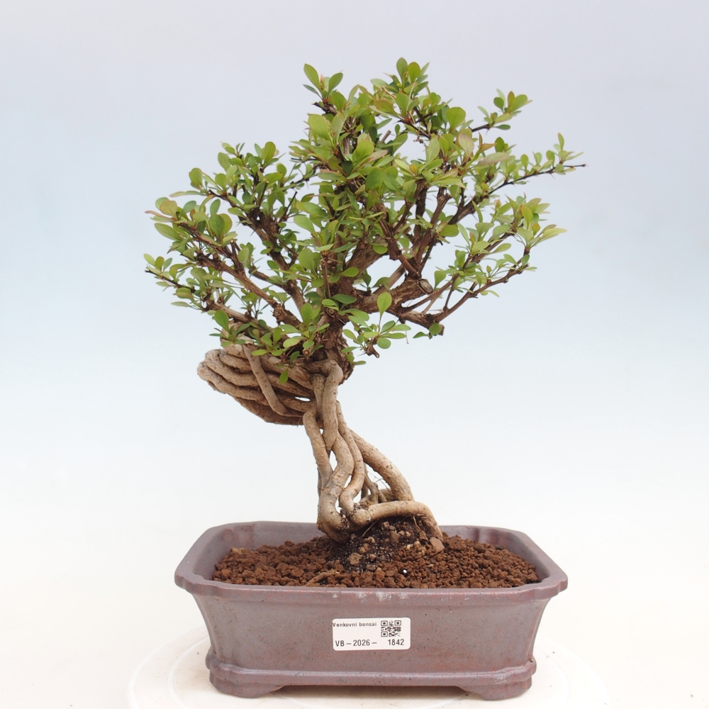 Bonsai für draußen - Berberis coreana
