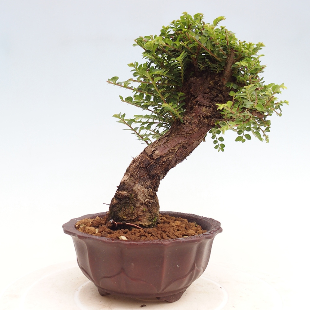 Bonsai im Freien - Ulmus parvifolia Hokkaido - Chinesische Ulme