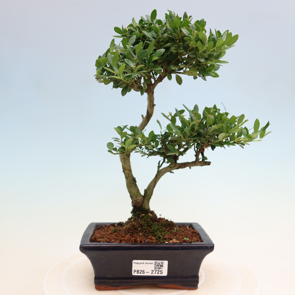 Zimmer Bonsai - Ilex crenata - Stechpalme