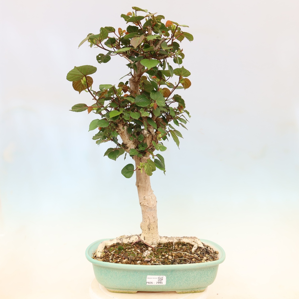 Zimmerbonsai - Hibiscus tiliaceus - Meeres-Hibiskus