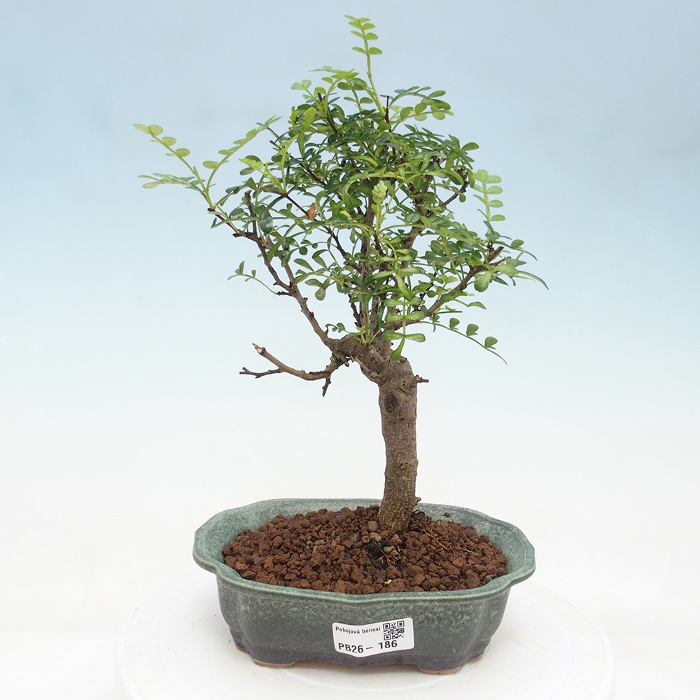 Zimmer Bonsai - Zantoxylum piperitum - Pfefferbaum