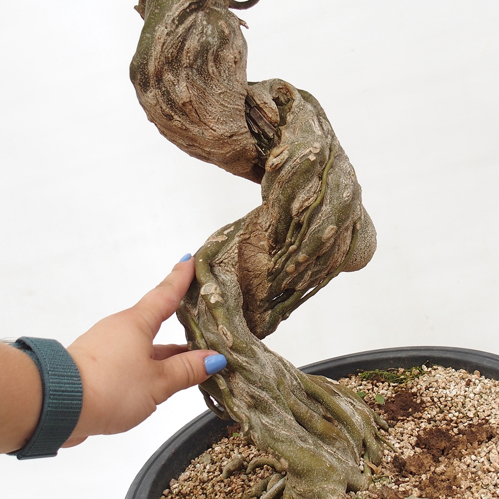 Bonsai im Freien - Ahorn Buergerianum - Burger Maple