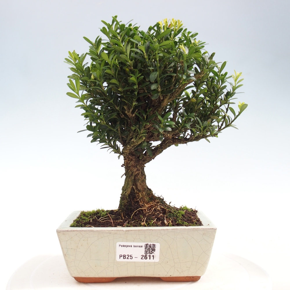 Zimmer Bonsai - Buxus harlandii - Kork Buchsbaum