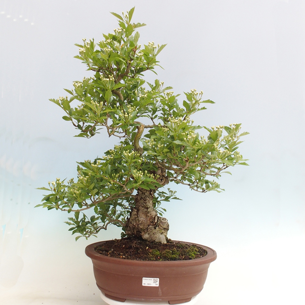 Bonsai im Freien - Weißdorn - Crataegus cuneata