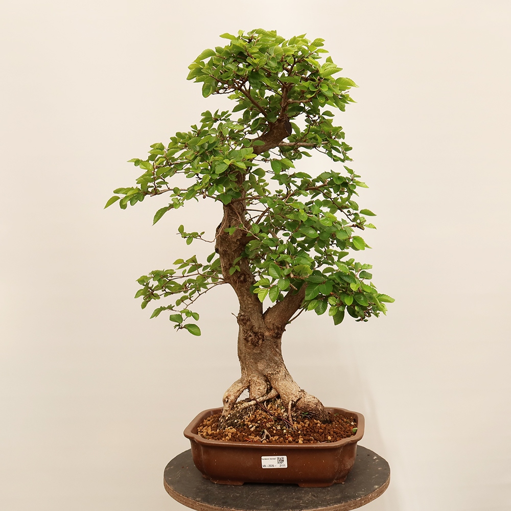 Bonsai im Freien - Carpinus Coreana - Koreanische Hainbuche