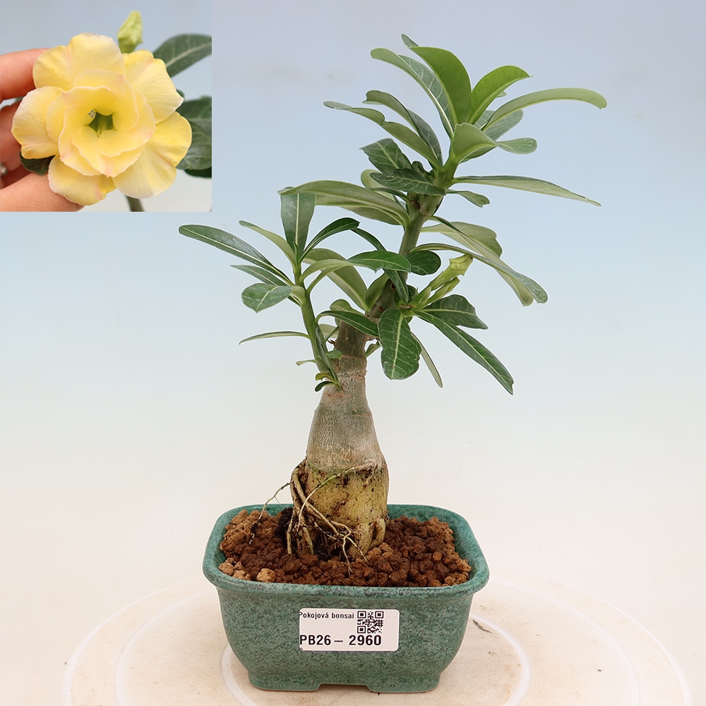Zimmerbonsai – Adenium obesum, veredelt mit Alonza – Wüstenrose