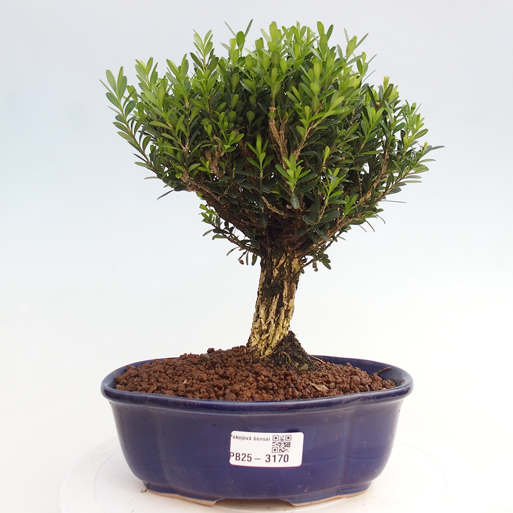Innenbonsai - Buxus harlandii - Korkbuchsbaum