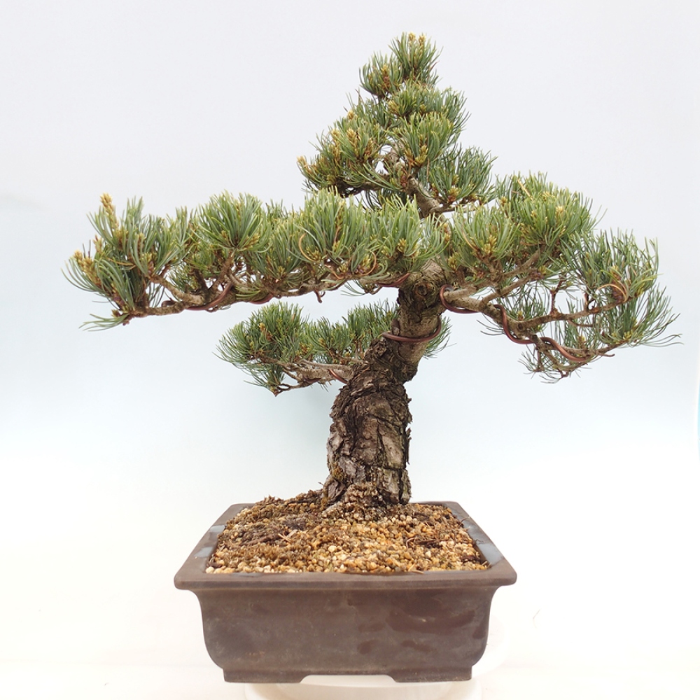 Bonsai für draußen - Pinus parviflora - Pinus parviflora