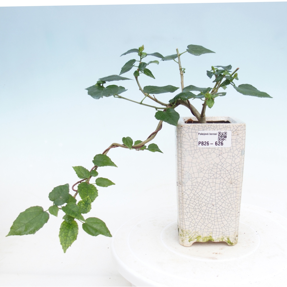 Zimmerbonsai - Malvaviscus arboreus