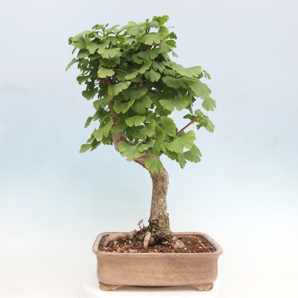 Bonsai für draußen - Ginkgo biloba - Ginkgo biloba