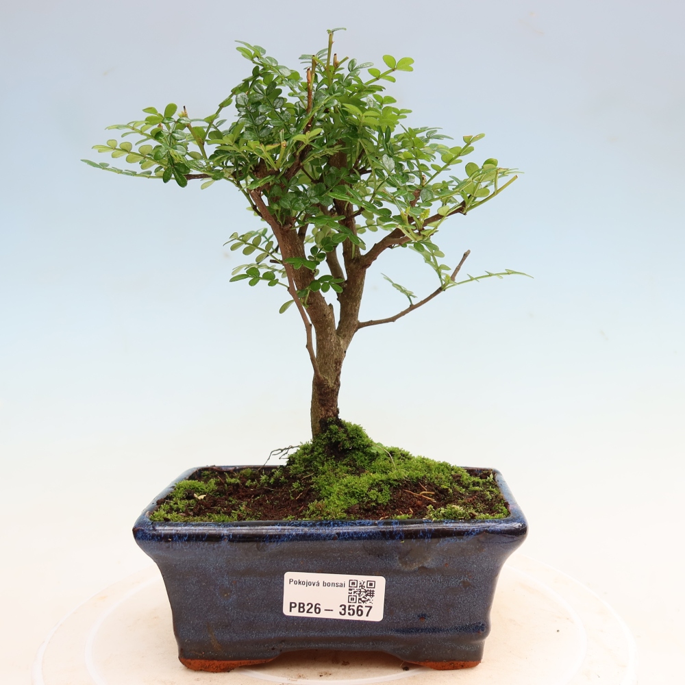 Zimmer Bonsai - Zantoxylum piperitum - Pfefferbaum