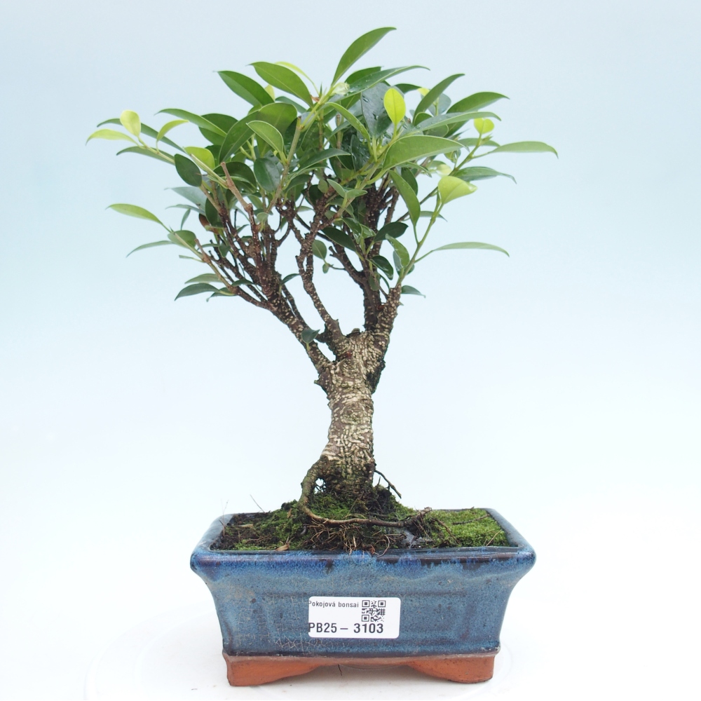 Zimmerbonsai - Ficus retusa - kleinblättriger Ficus