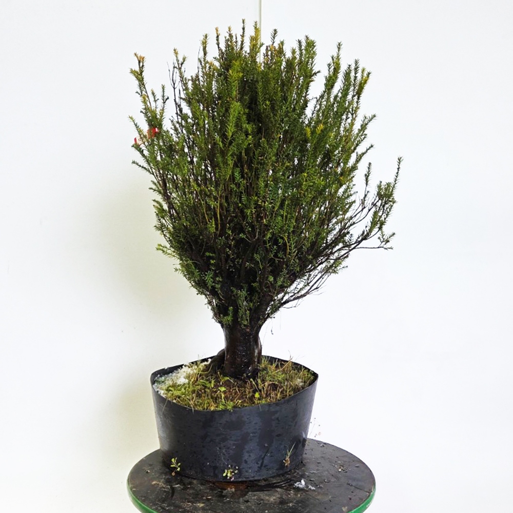 Freiland-Bonsai Japanische Eibe - Taxus cuspidata