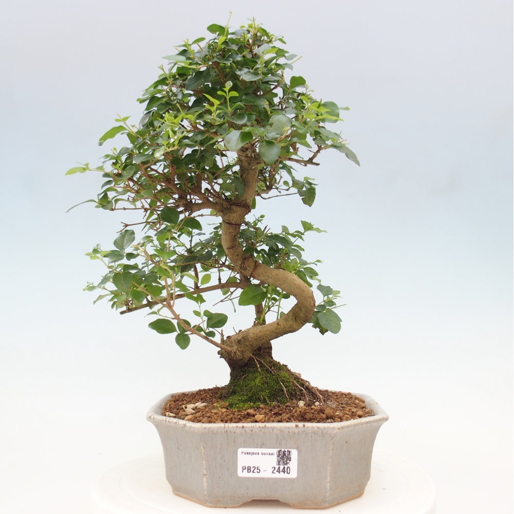 Indoor Bonsai -Ligustrum chinensis - Vogelschnabel