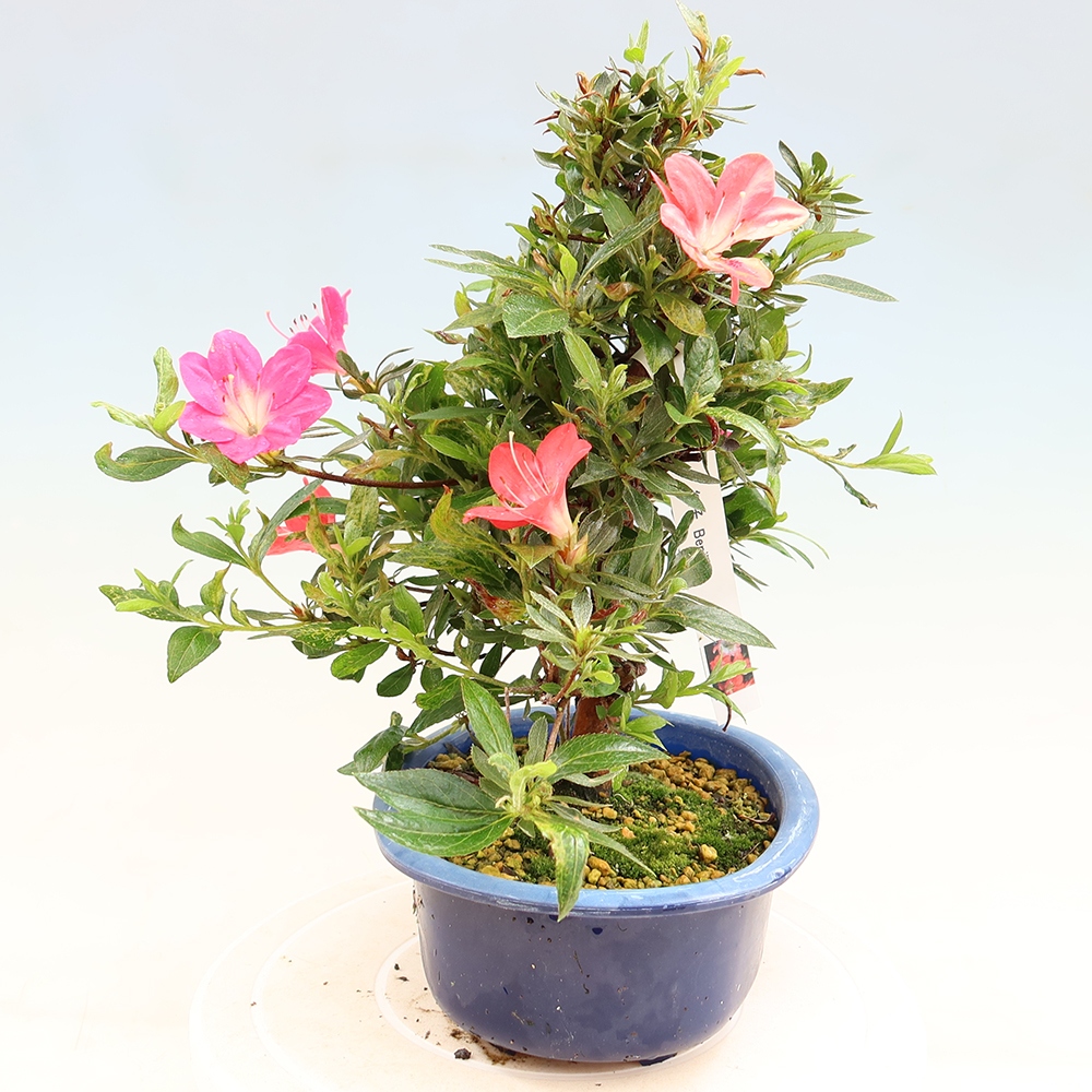 Bonsai für draußen - Japanische Azalee - Azalee Beniko