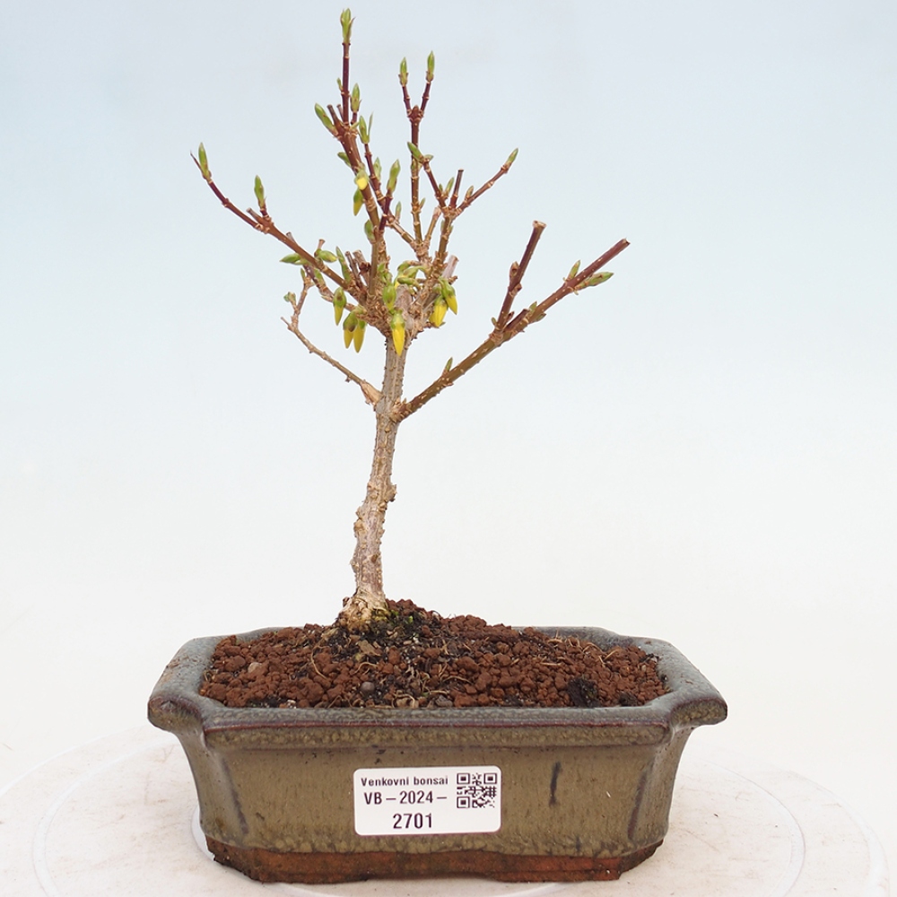Bonsai im Freien - Forsythie - Forsythia intermedia 