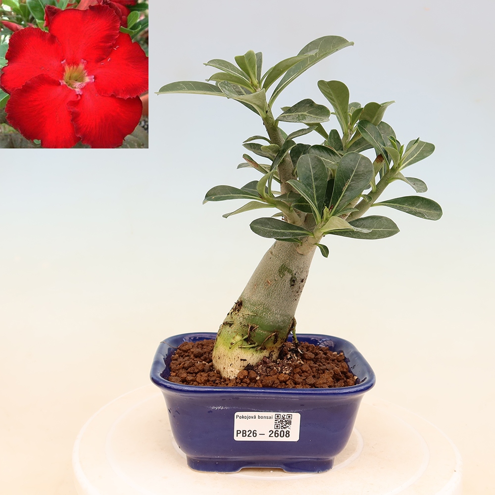 Zimmerbonsai – Adenium obesum „Red Star“ – Wüstenrose