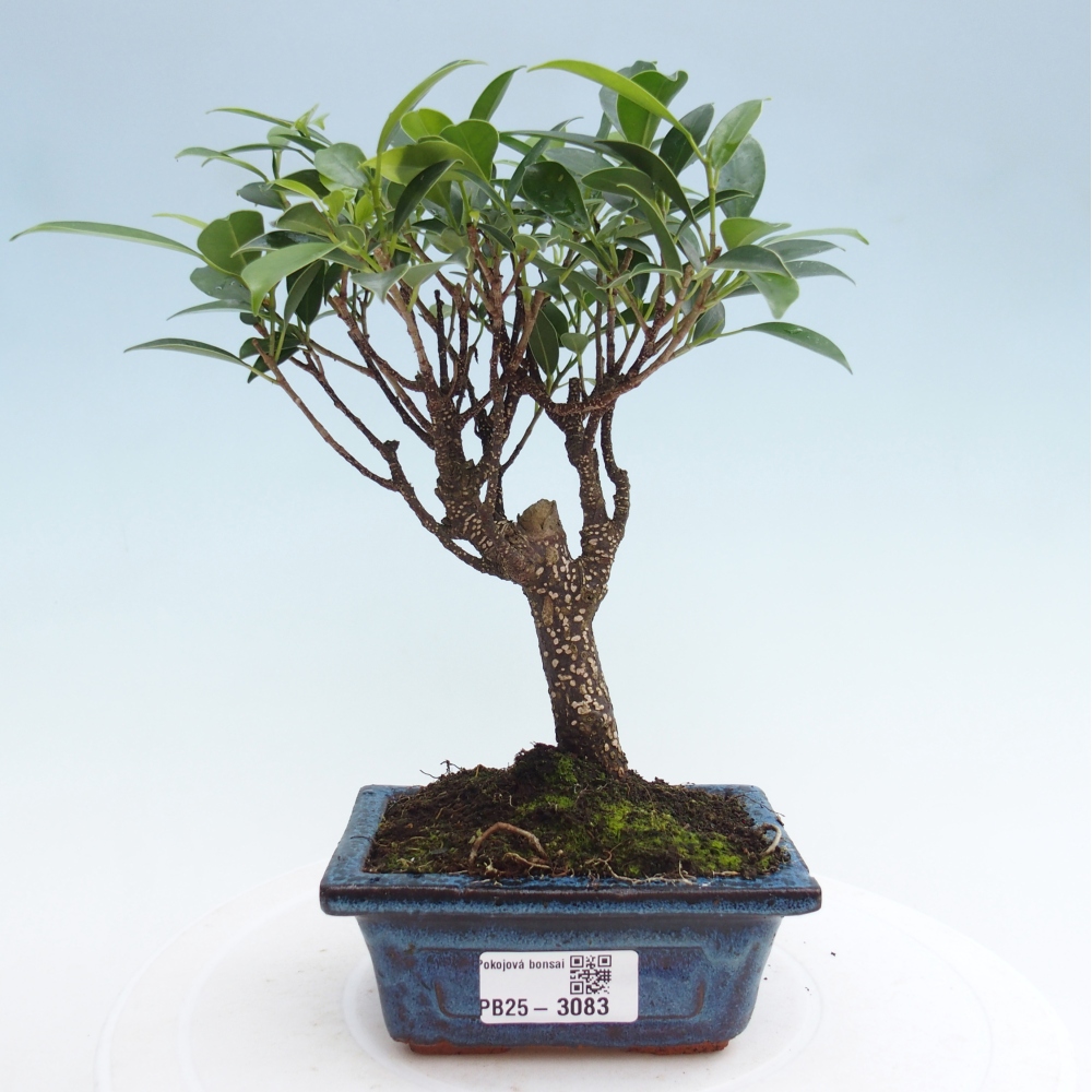 Zimmerbonsai - Kleinblättriger Ficus - Ficus kimmen