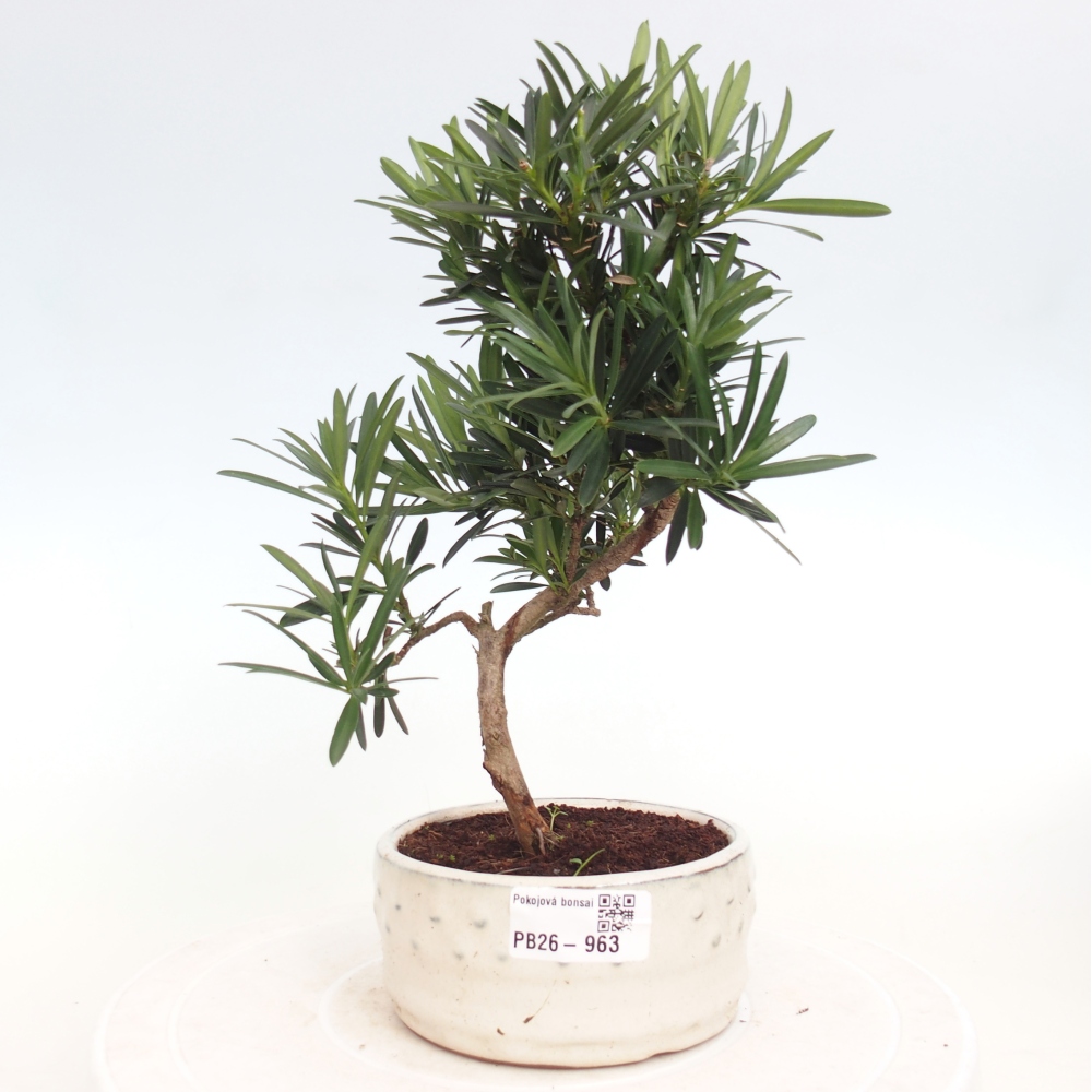 Zimmerbonsai - Podocarpus - Stein-Eibe