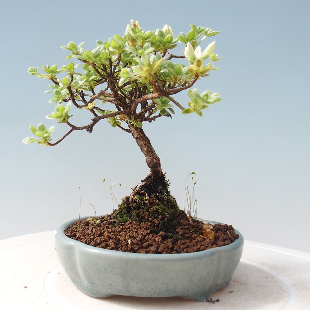 Outdoor-Bonsai - Rododendron indicum - Japanische Azalee