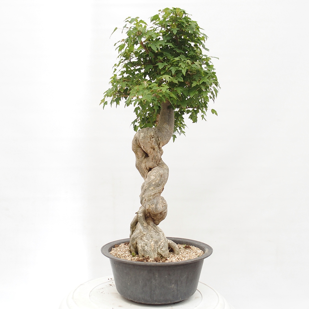 Bonsai im Freien - Ahorn Buergerianum - Burger Maple