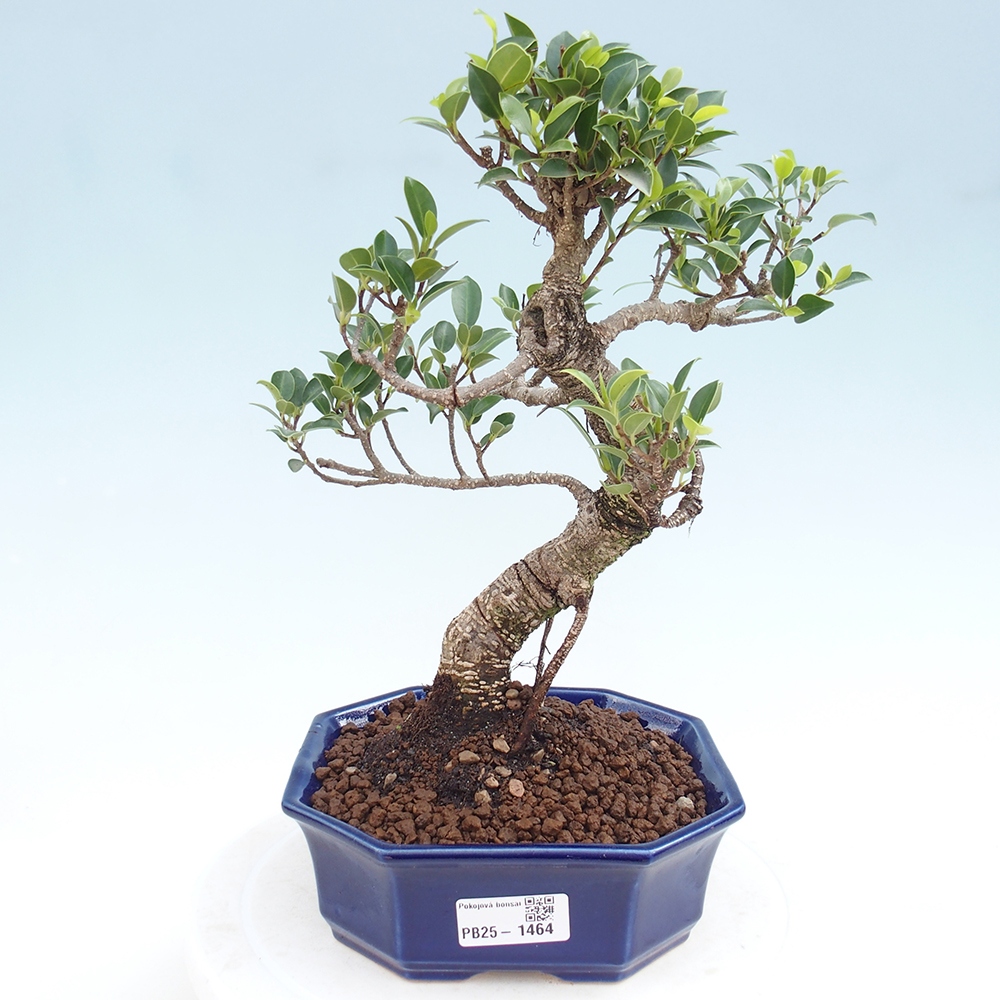 Indoor-Bonsai - Ficus retusa - kleiner Ficus