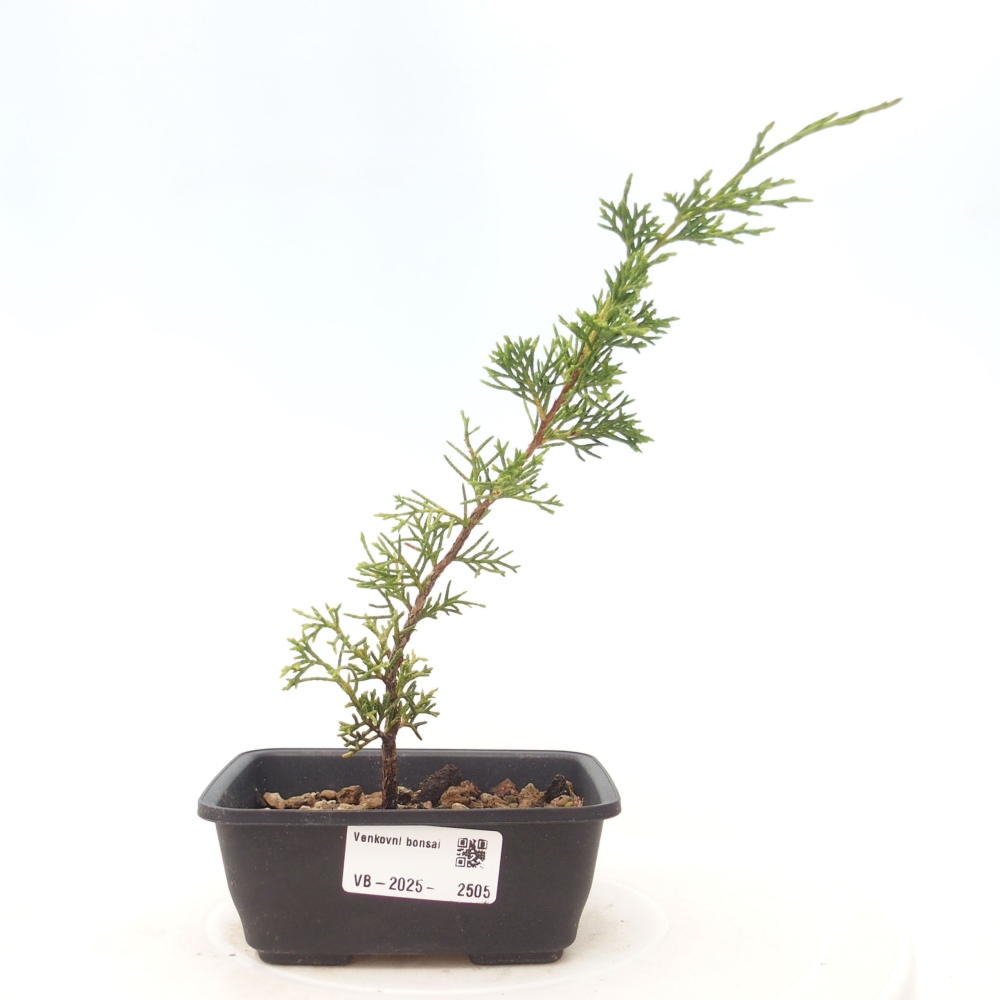 Outdoor bonsai - Juniperus chinensis Itoigawa - Chinese juniper