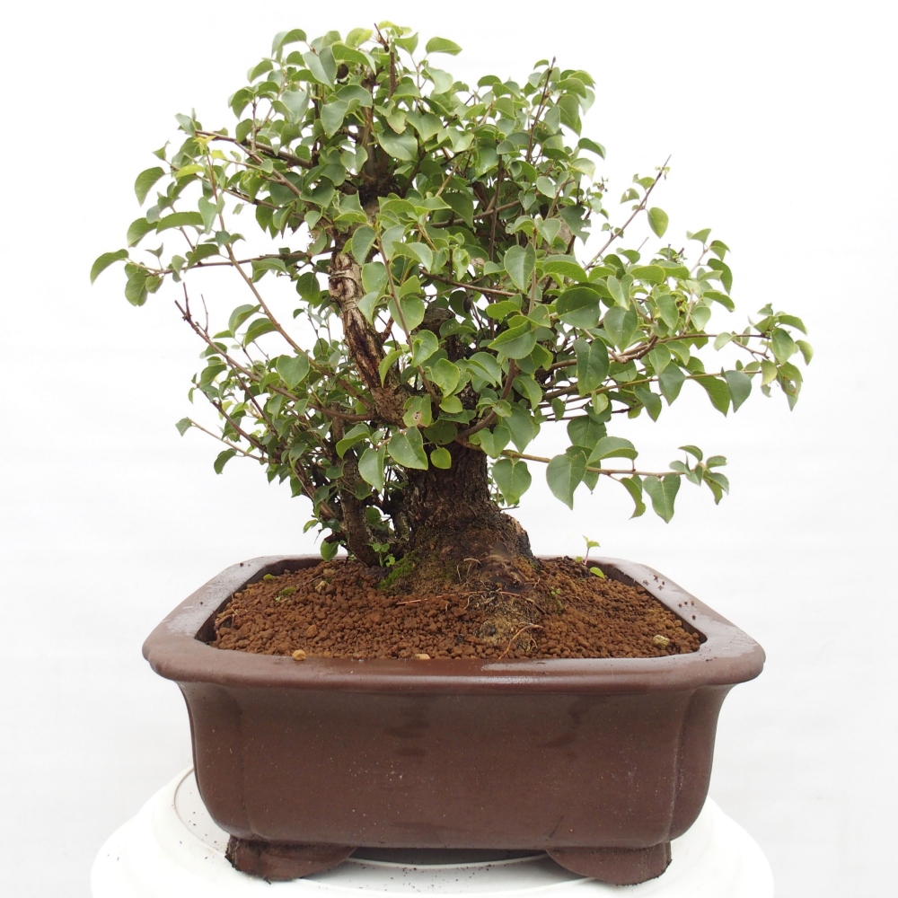 Bonsai im Freien - Mahalebka - Prunus mahaleb