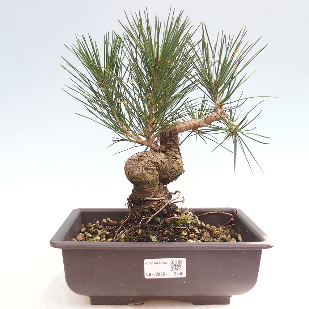 Bonsai für draußen - Pinus thunbergii - Thunberg-Kiefer