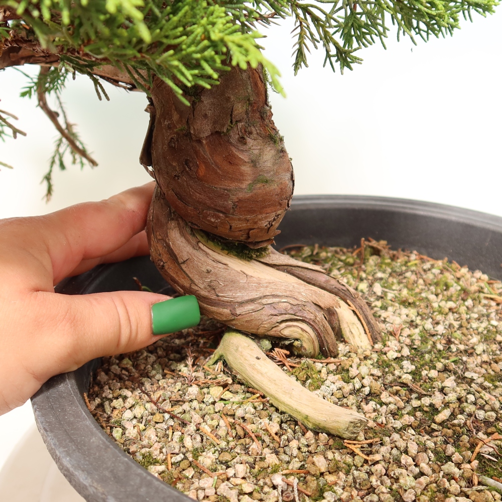 Bonsai für draußen - Juniperus chinensis Itoigawa-Juniperus chinensis